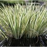Acorus calamus Variegatus