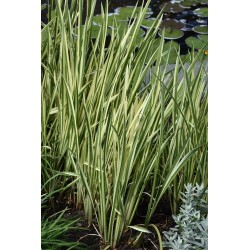 Acorus calamus Variegatus