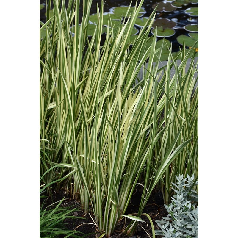 Acorus calamus Variegatus