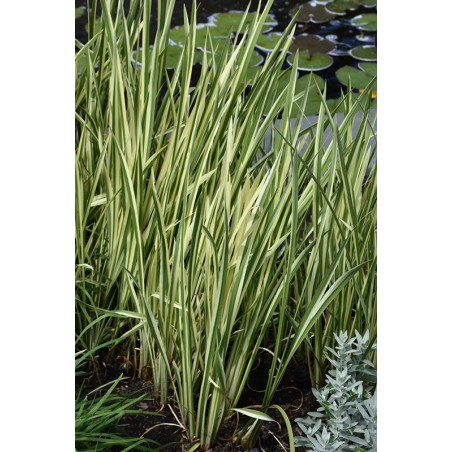 Acorus calamus Variegatus