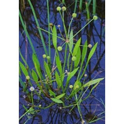 Baldellia ranunculoides