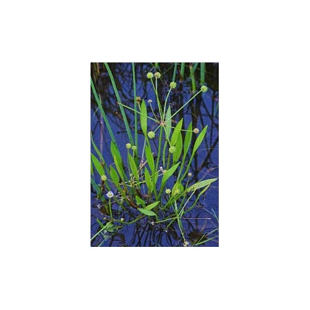 Baldellia ranunculoides