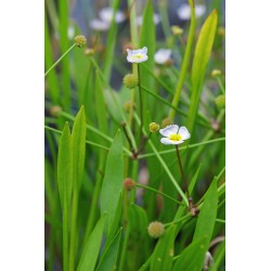 Baldellia ranunculoides