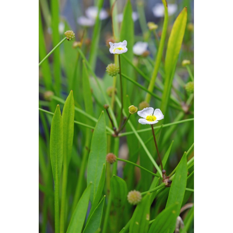 Baldellia ranunculoides