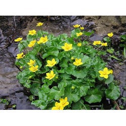 Caltha palustris