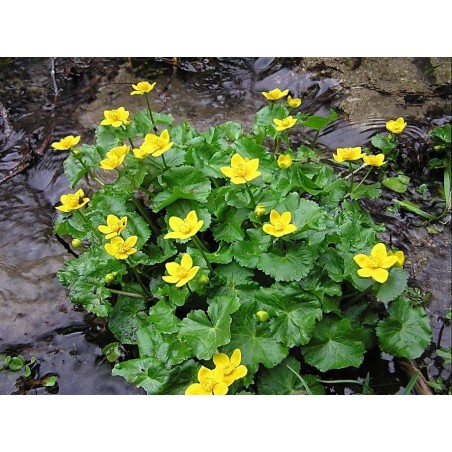 Caltha palustris