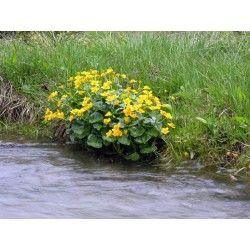 Caltha palustris