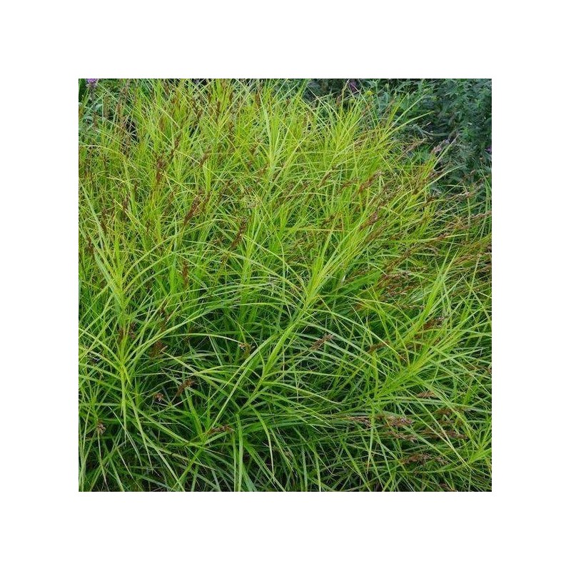 Carex muskingumensis