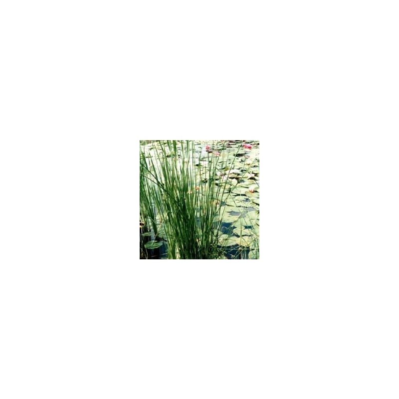 Carex muskingumensis