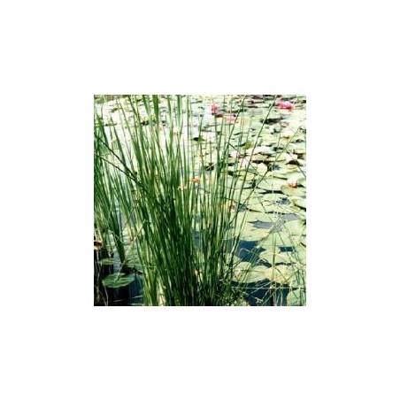 Carex muskingumensis