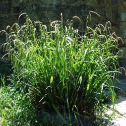 Carex pendula