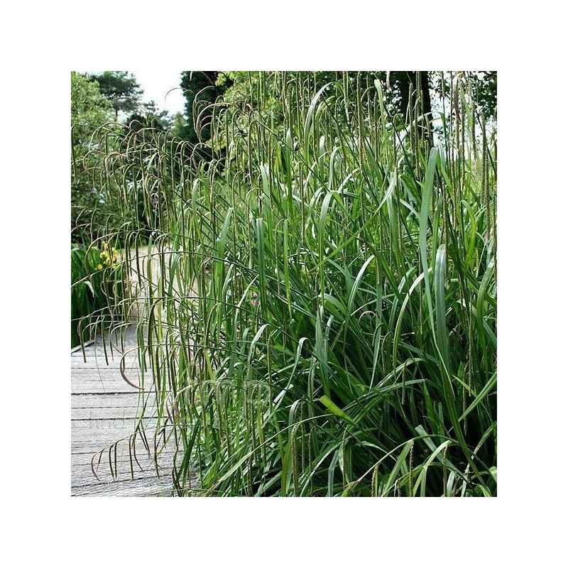 Carex pendula