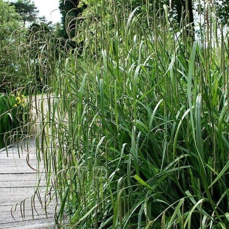 Carex pendula