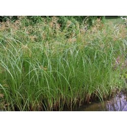 Cyperus longus