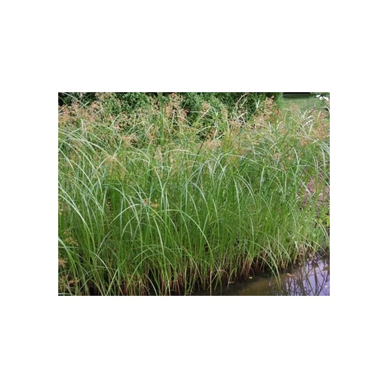 Cyperus longus