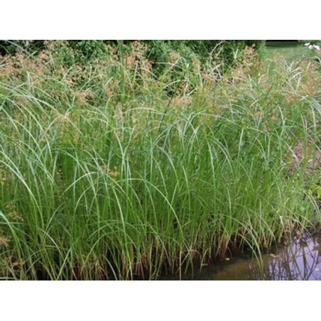 Cyperus longus