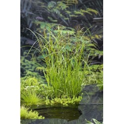 Cyperus longus