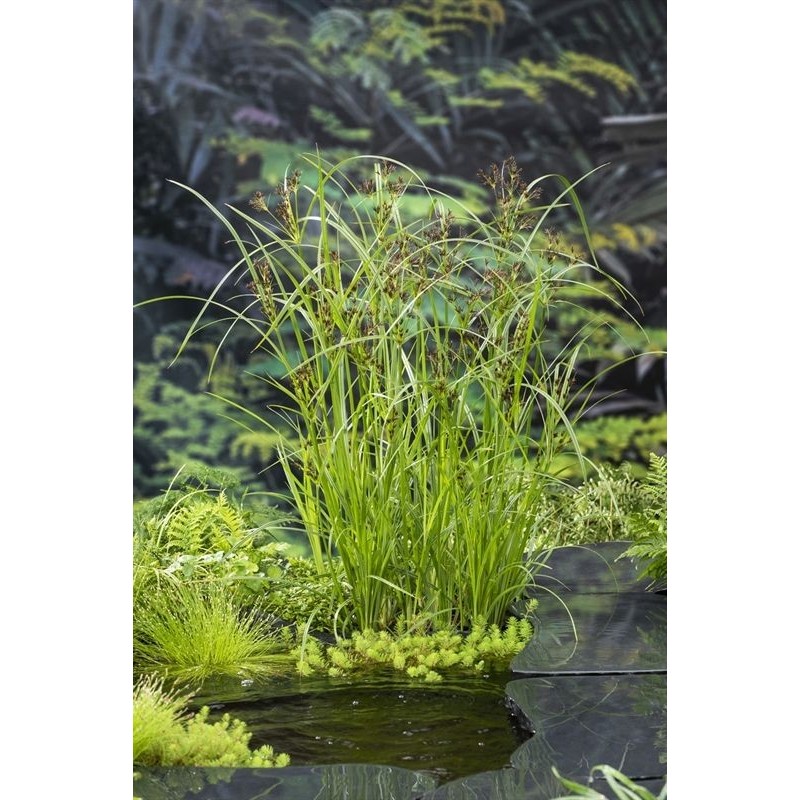 Cyperus longus