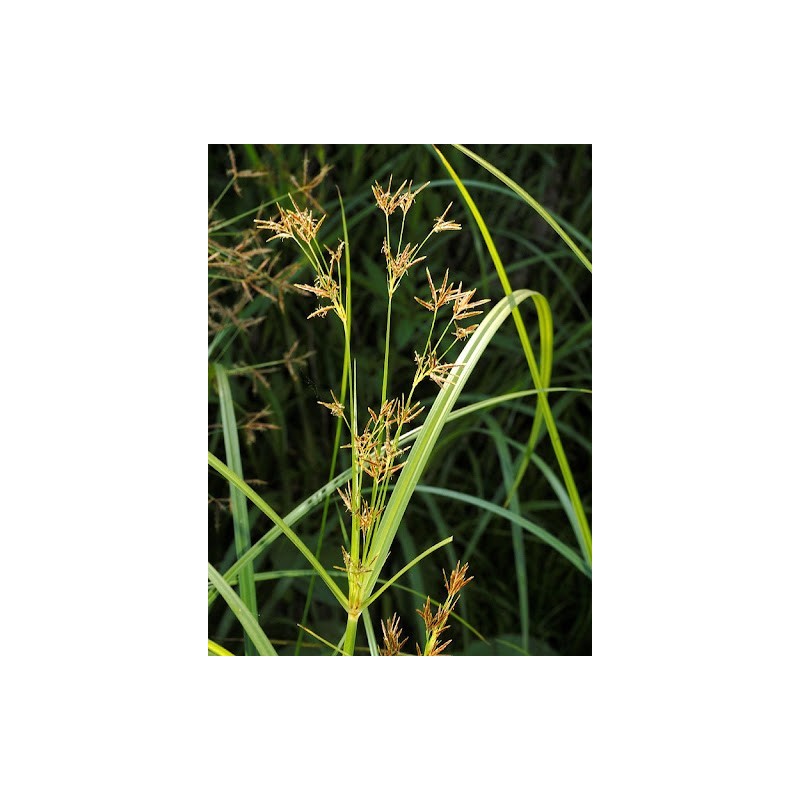 Cyperus longus