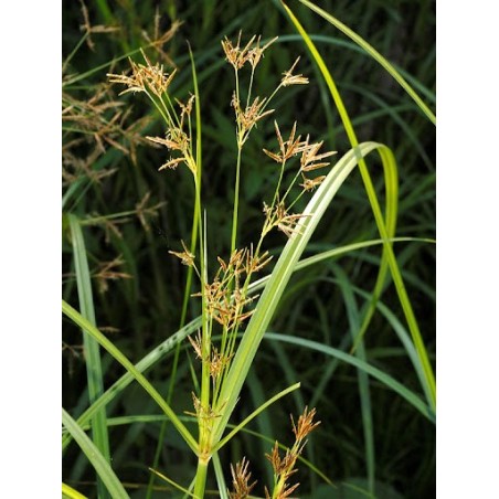 Cyperus longus