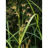 Cyperus longus