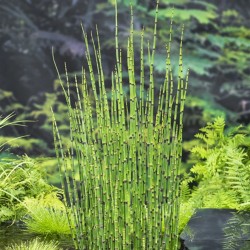 Equisetum japonicum