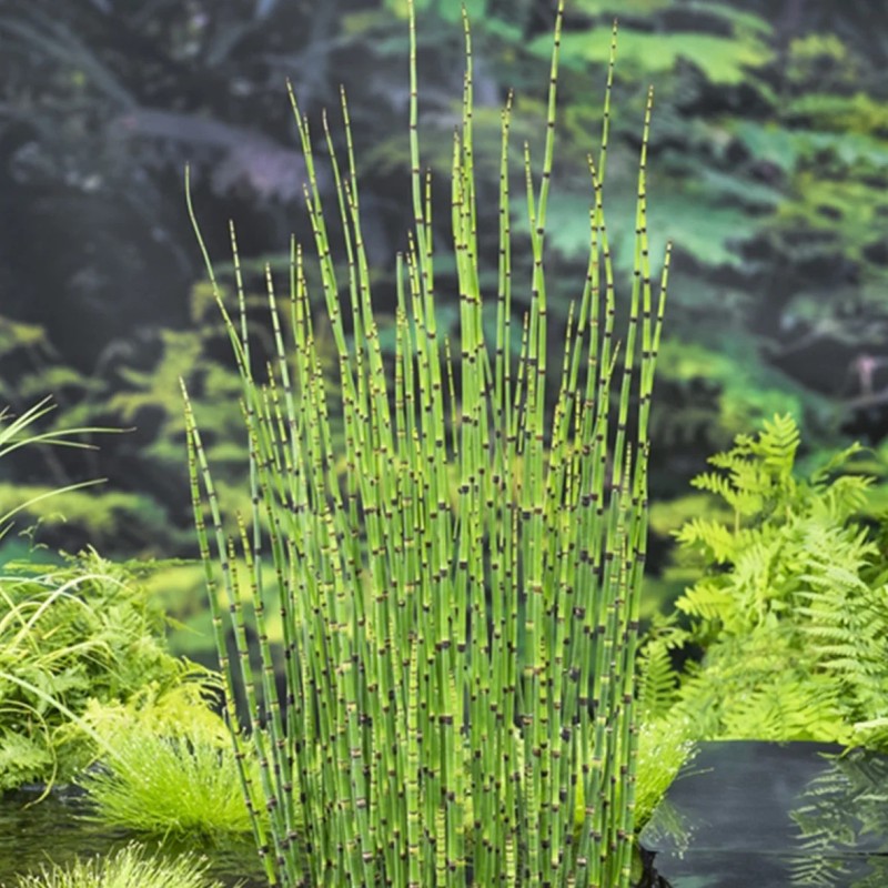 Equisetum japonicum