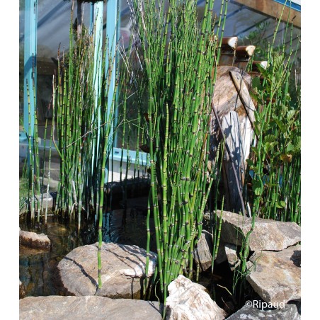 Equisetum japonicum