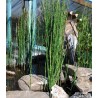Equisetum japonicum