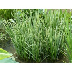 Glyceria maxima 'Variegata'
