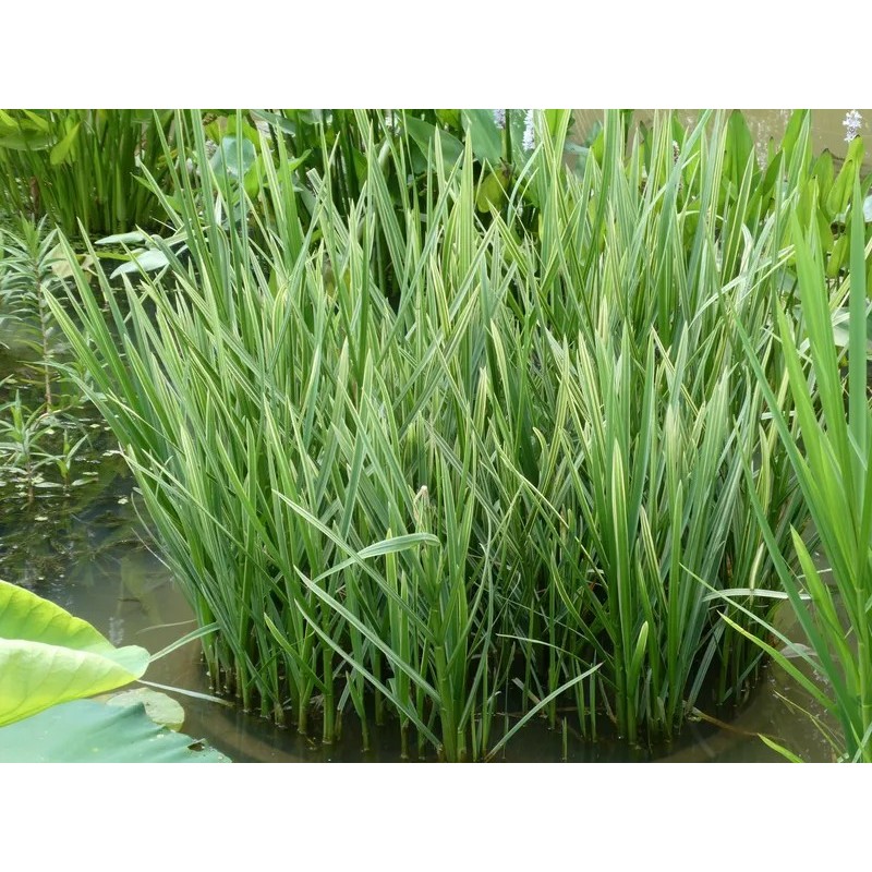 Glyceria maxima 'Variegata'