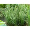 Glyceria maxima 'Variegata'