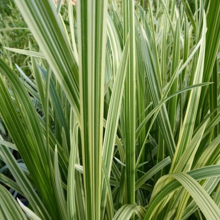 Glyceria maxima 'Variegata'