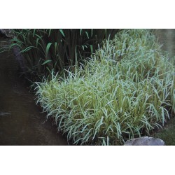 Glyceria maxima 'Variegata'