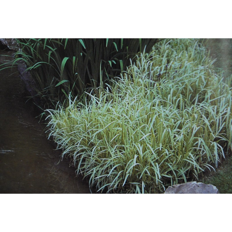 Glyceria maxima 'Variegata'