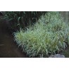 Glyceria maxima 'Variegata'