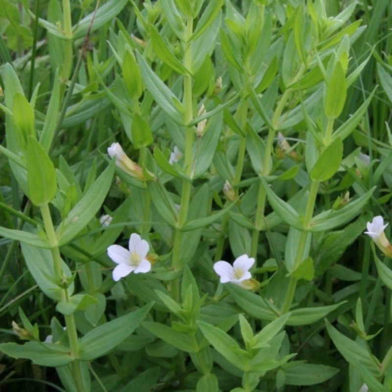 Gratiola officinalis