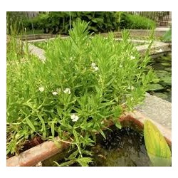 Gratiola officinalis