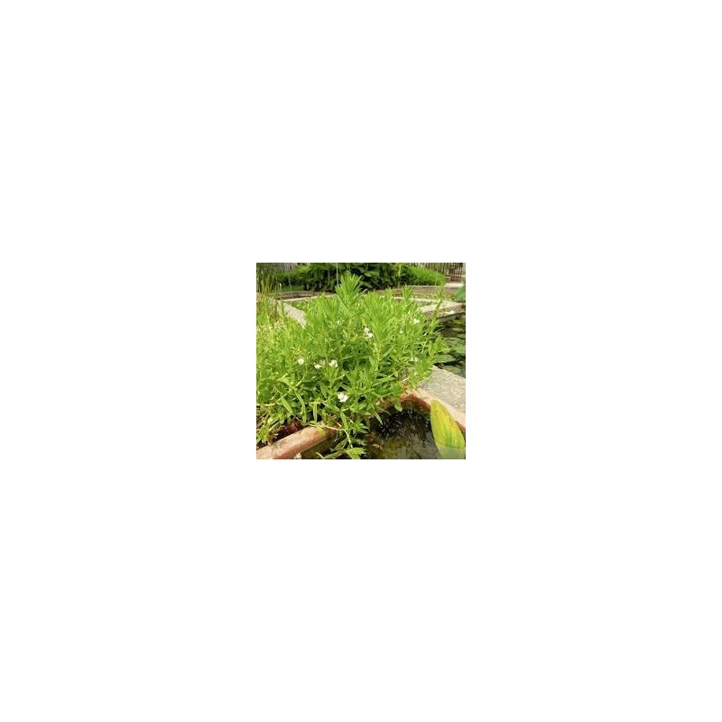 Gratiola officinalis