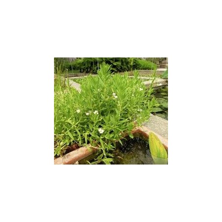 Gratiola officinalis