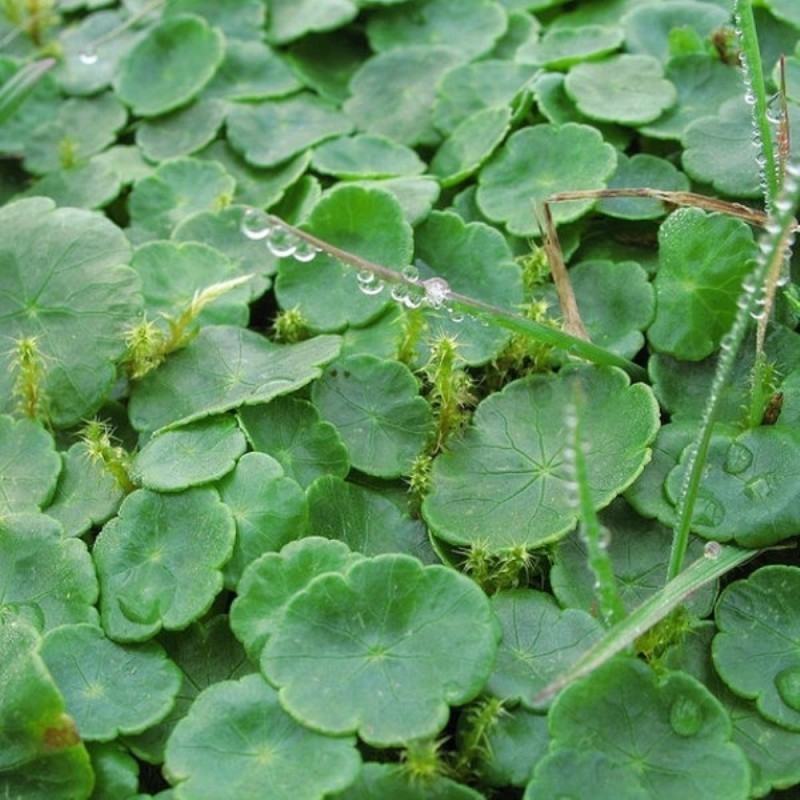 Hydrocotyle vulgaris