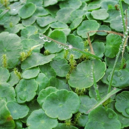 Hydrocotyle vulgaris