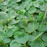 Hydrocotyle vulgaris