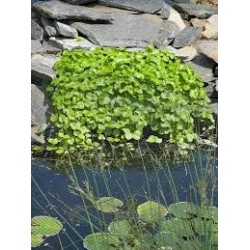 Hydrocotyle vulgaris