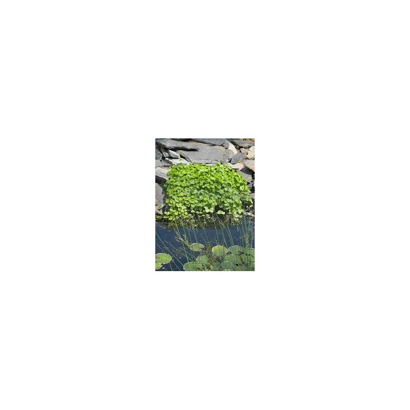 Hydrocotyle vulgaris