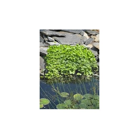 Hydrocotyle vulgaris