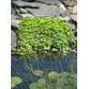 Hydrocotyle vulgaris