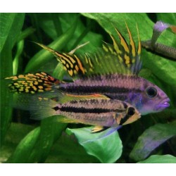 Apistogramma cacatuoides - 3 - 4 cm