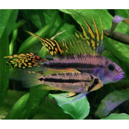 Apistogramma cacatuoides - 3 - 4 cm
