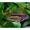 Apistogramma cacatuoides - 3 - 4 cm
